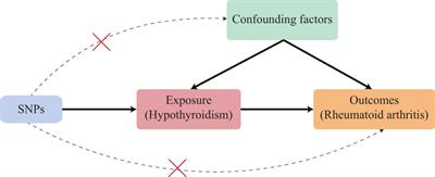 Hypothyroidism and rheumatoid arthritis: a two-sample Mendelian randomization study